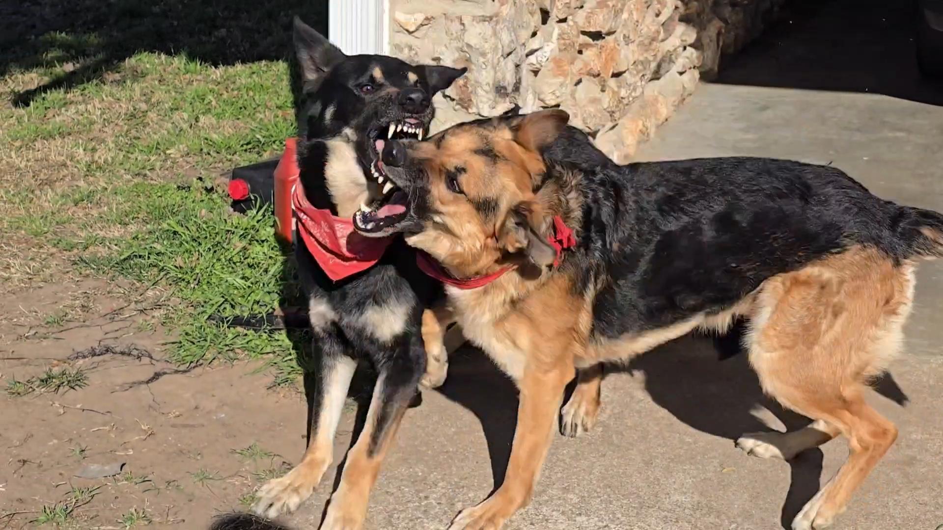 Amor de hermanos