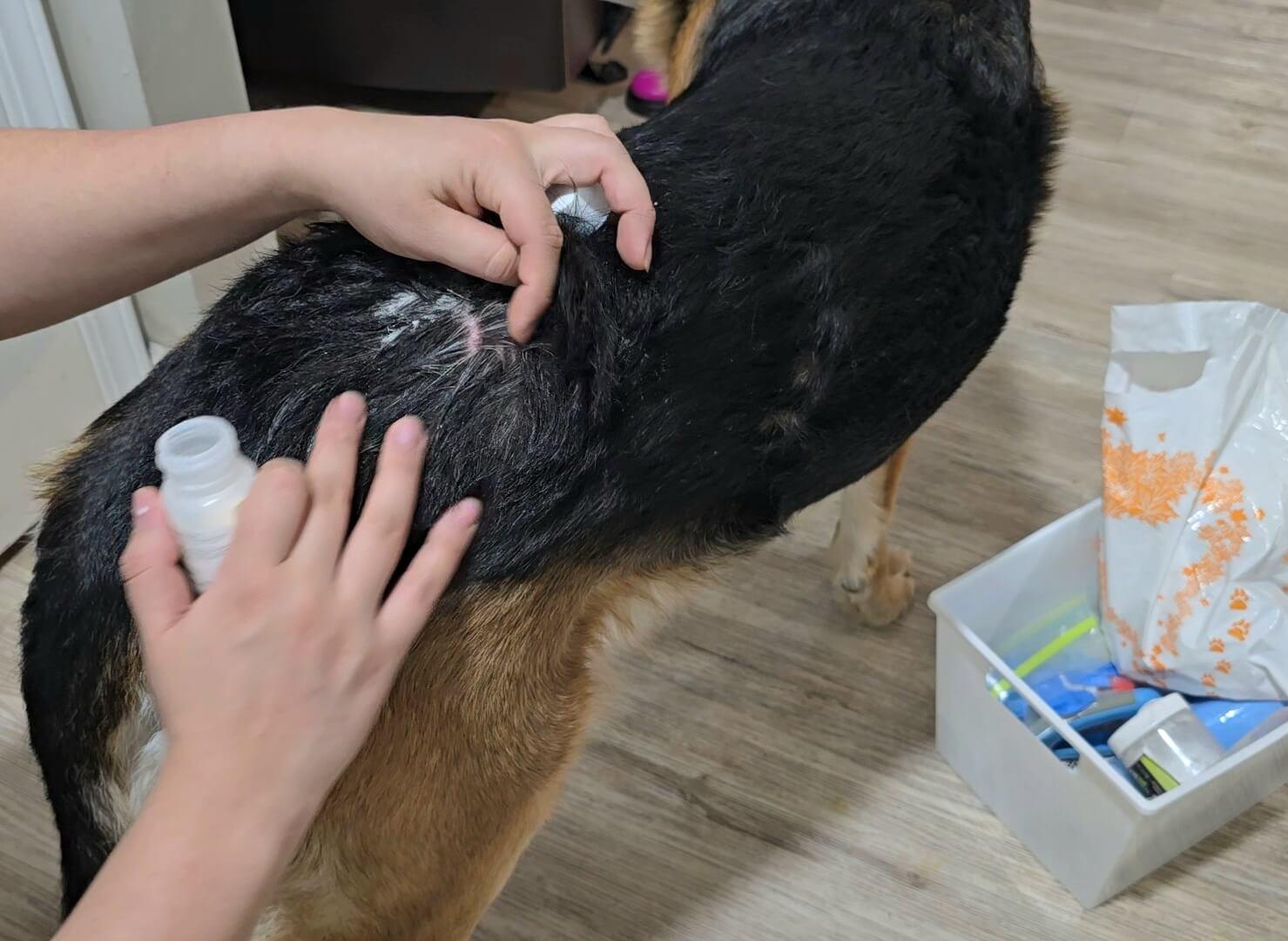 Applying Neo-Predef powder on Júpiter's skin