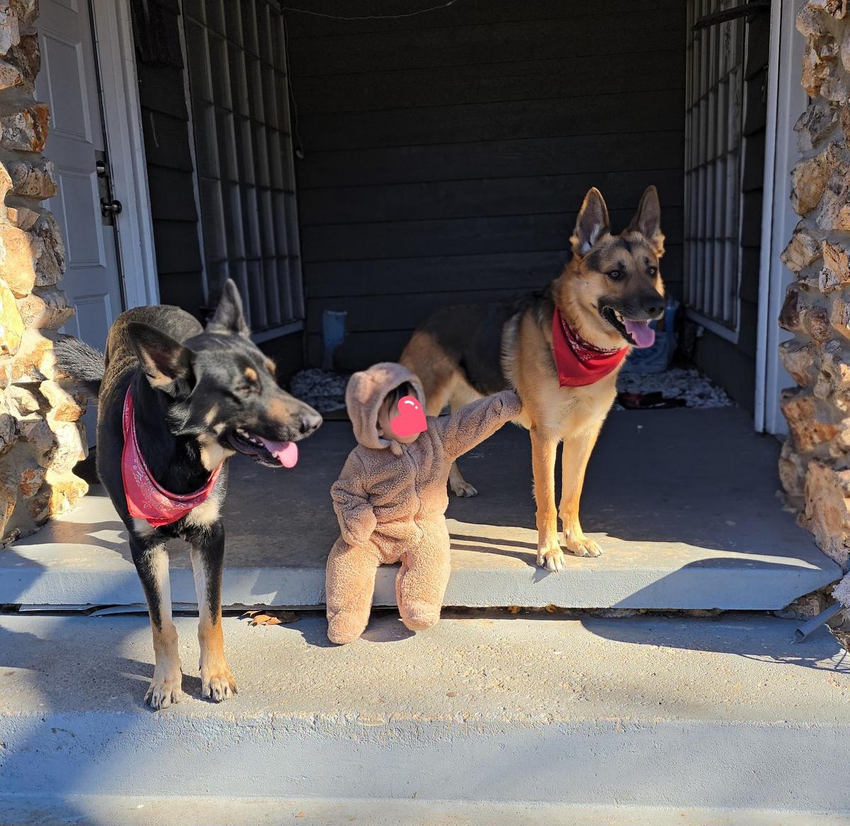 Baby crawling with German Shepherds