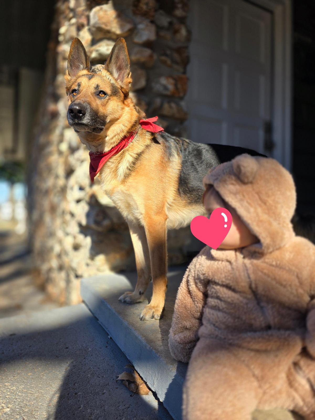 Baby safe around large dogs