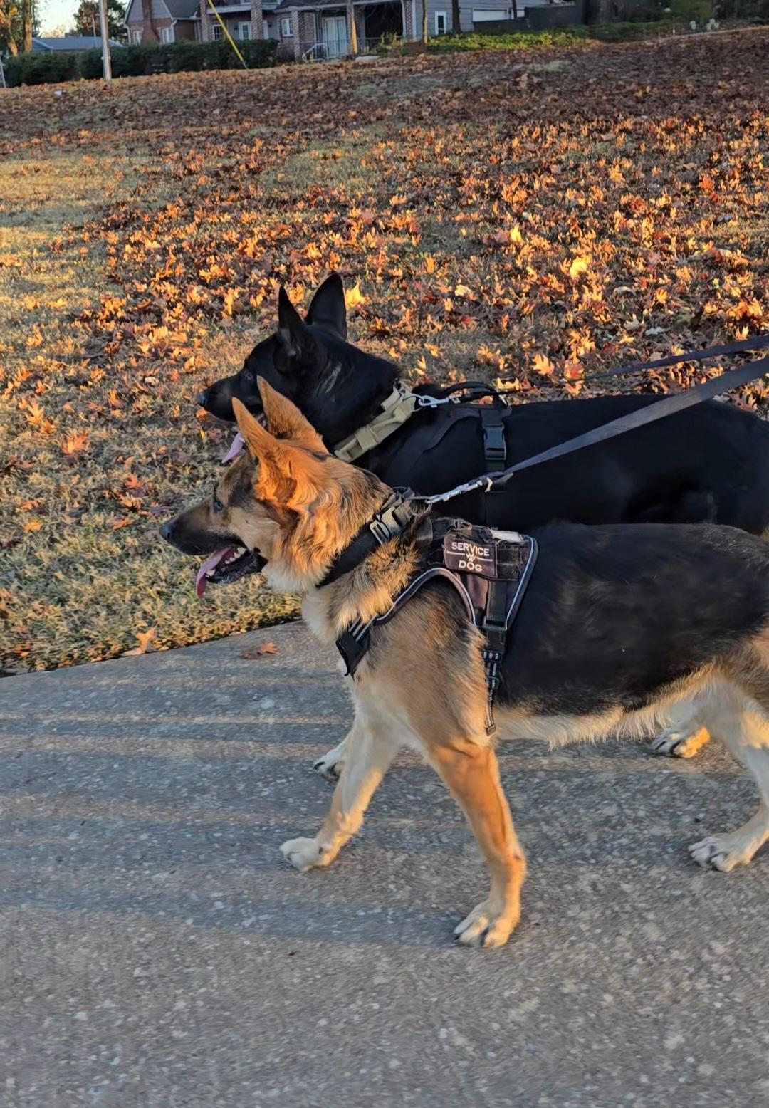 German Shepherd exercise