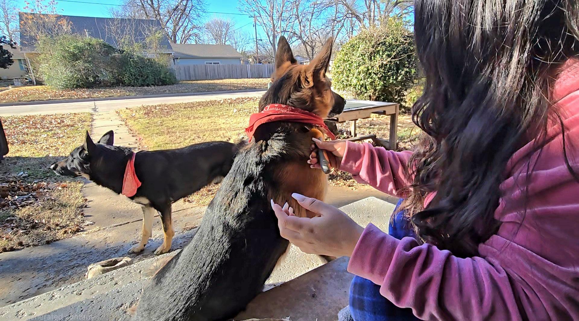 German Shepherd shedding
