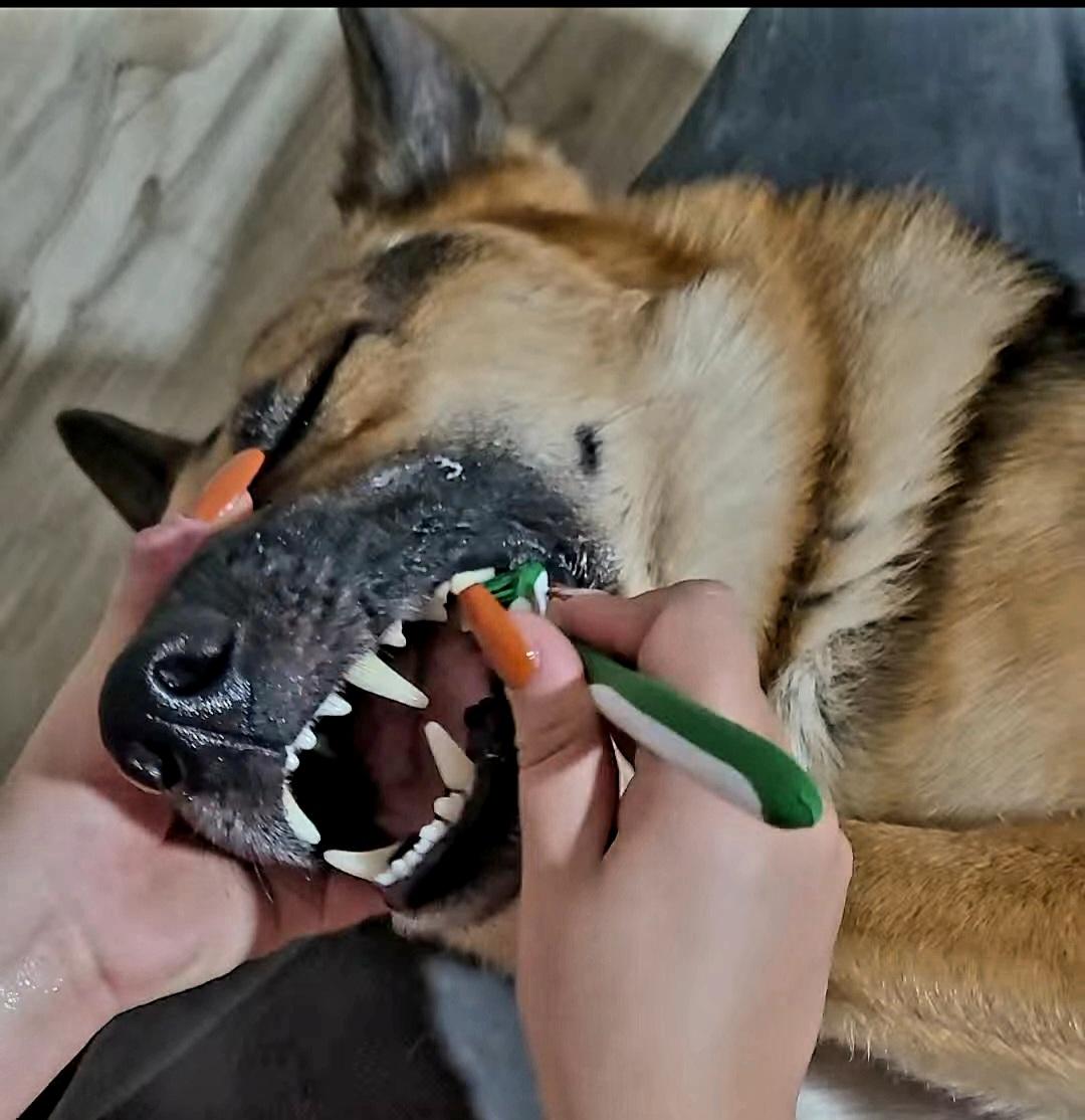 German Shepherd dental care