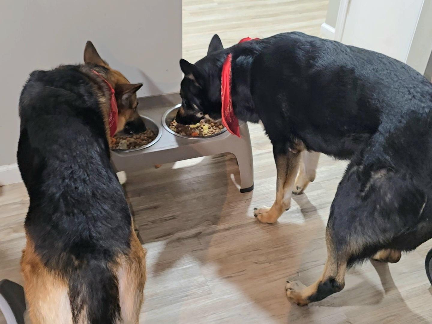 Two German Shepherds eating homemade food
