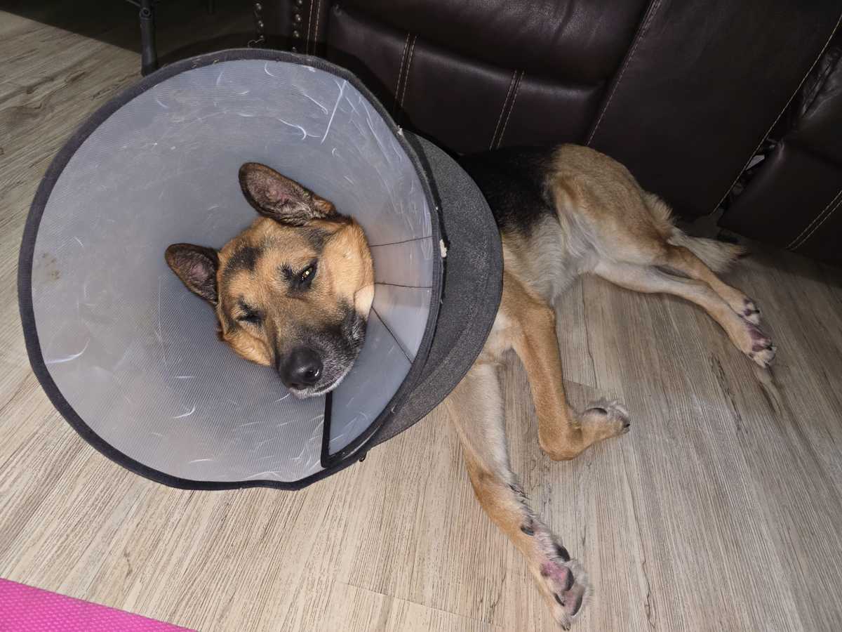 Júpiter wearing cone for allergy recovery