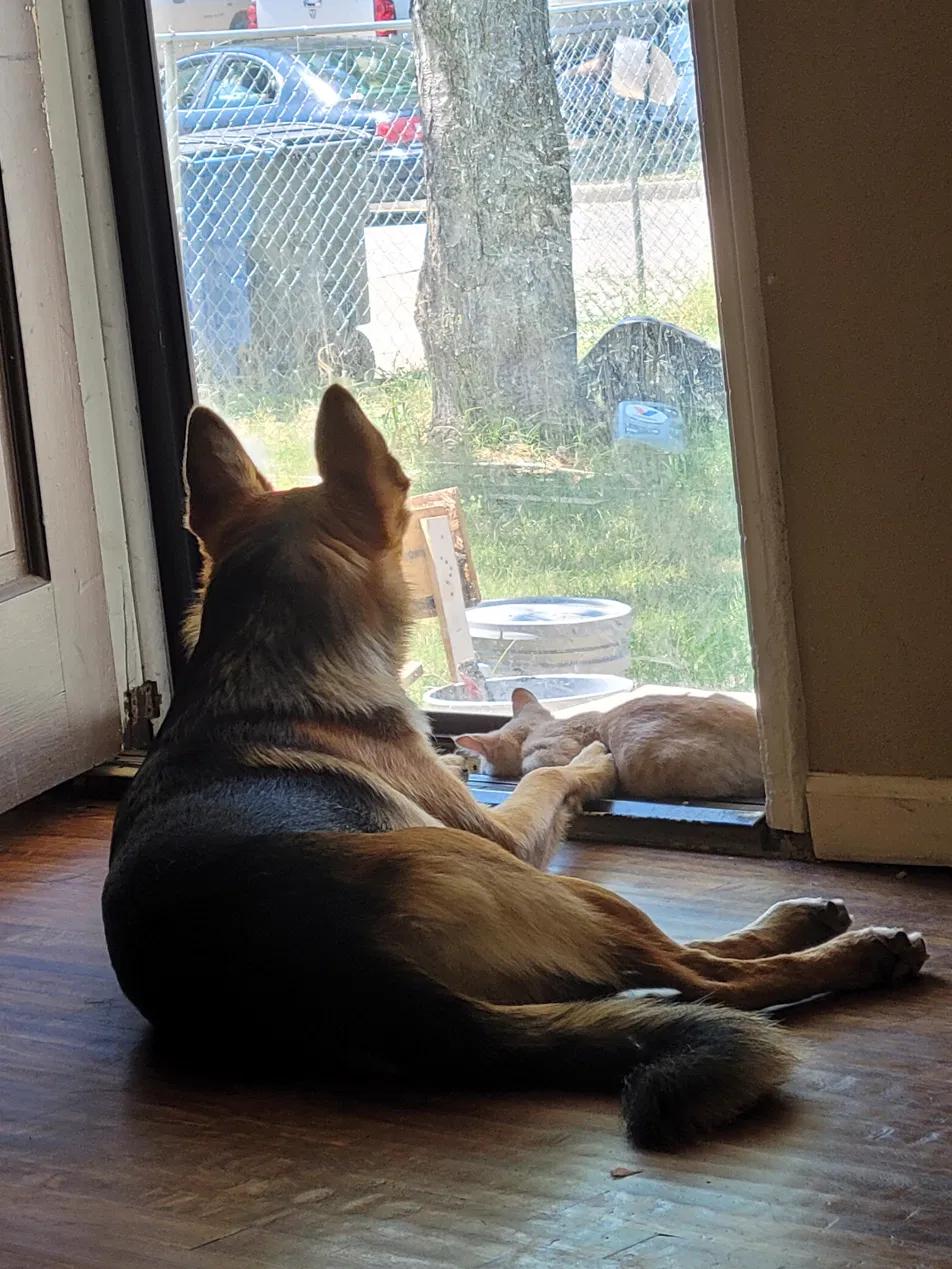Jupiter German Shepherd and Michi the cat looking outside together through the door