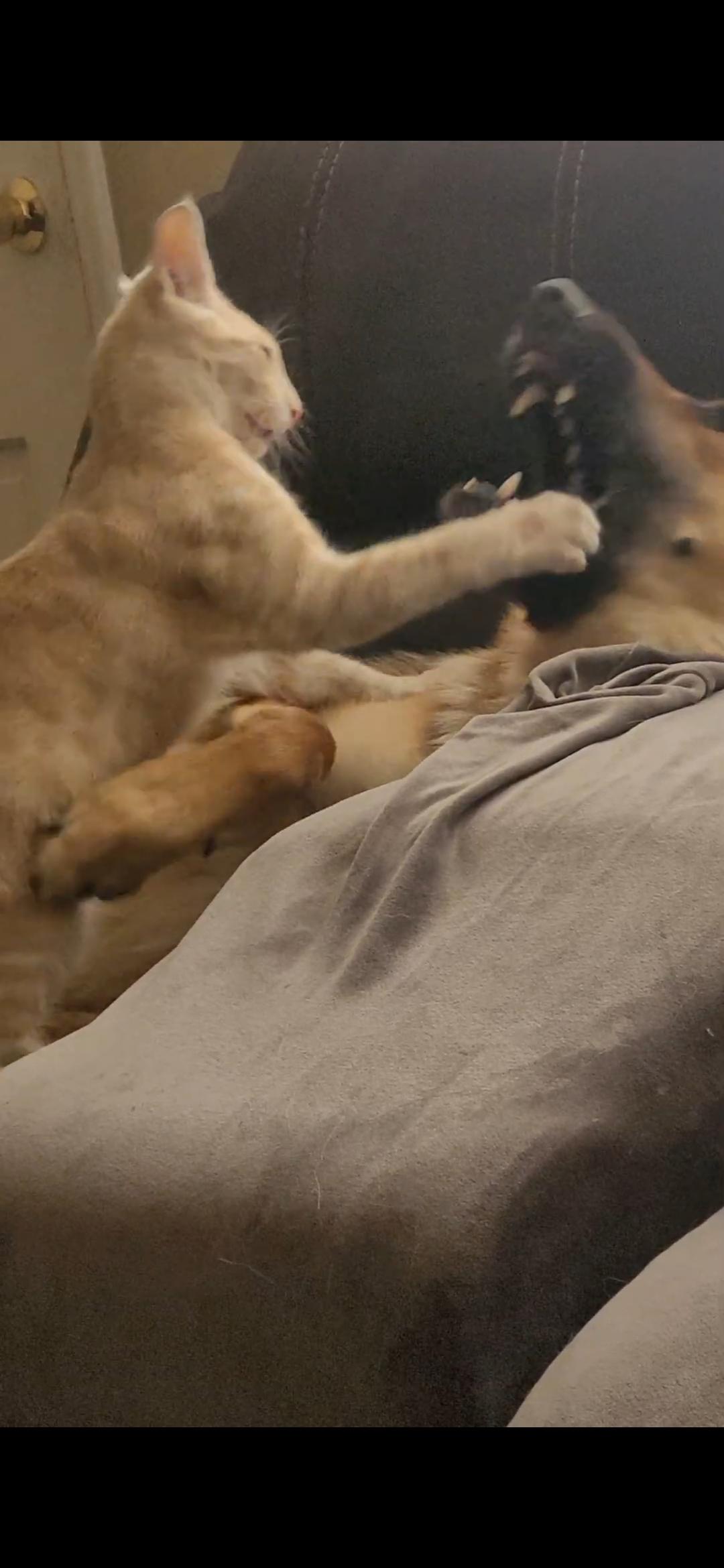 Michi the cat hitting Jupiter the German Shepherd