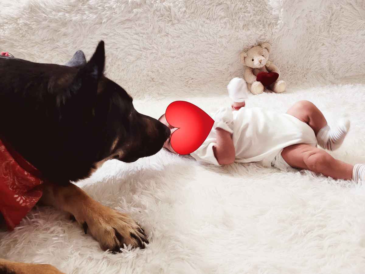 German Shepherd meeting newborn baby first time