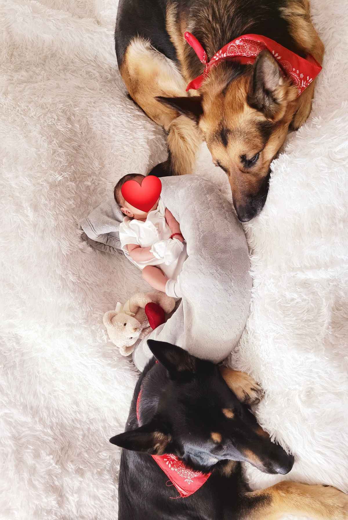 German Shepherd and baby sleeping next to each other