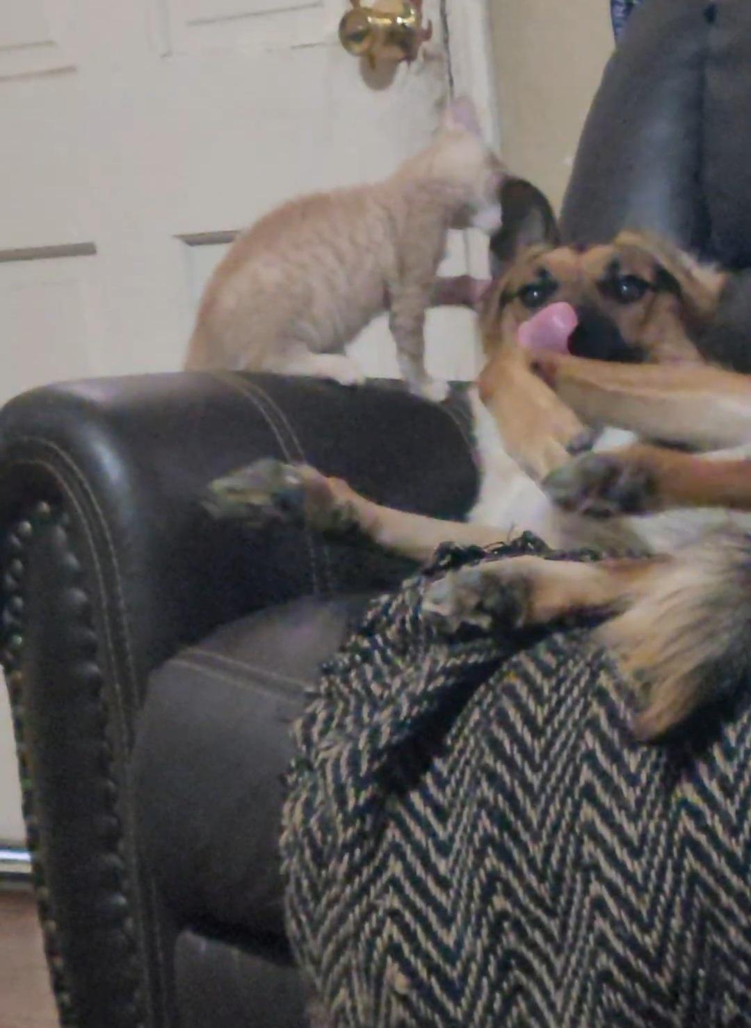 Michi biting Jupiter's ear while relaxing together