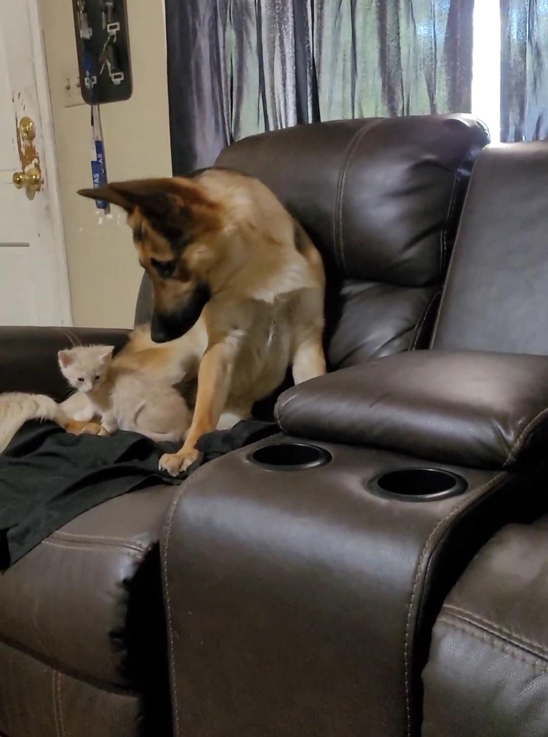 Jupiter the German Shepherd meeting Michi the kitten for the first time