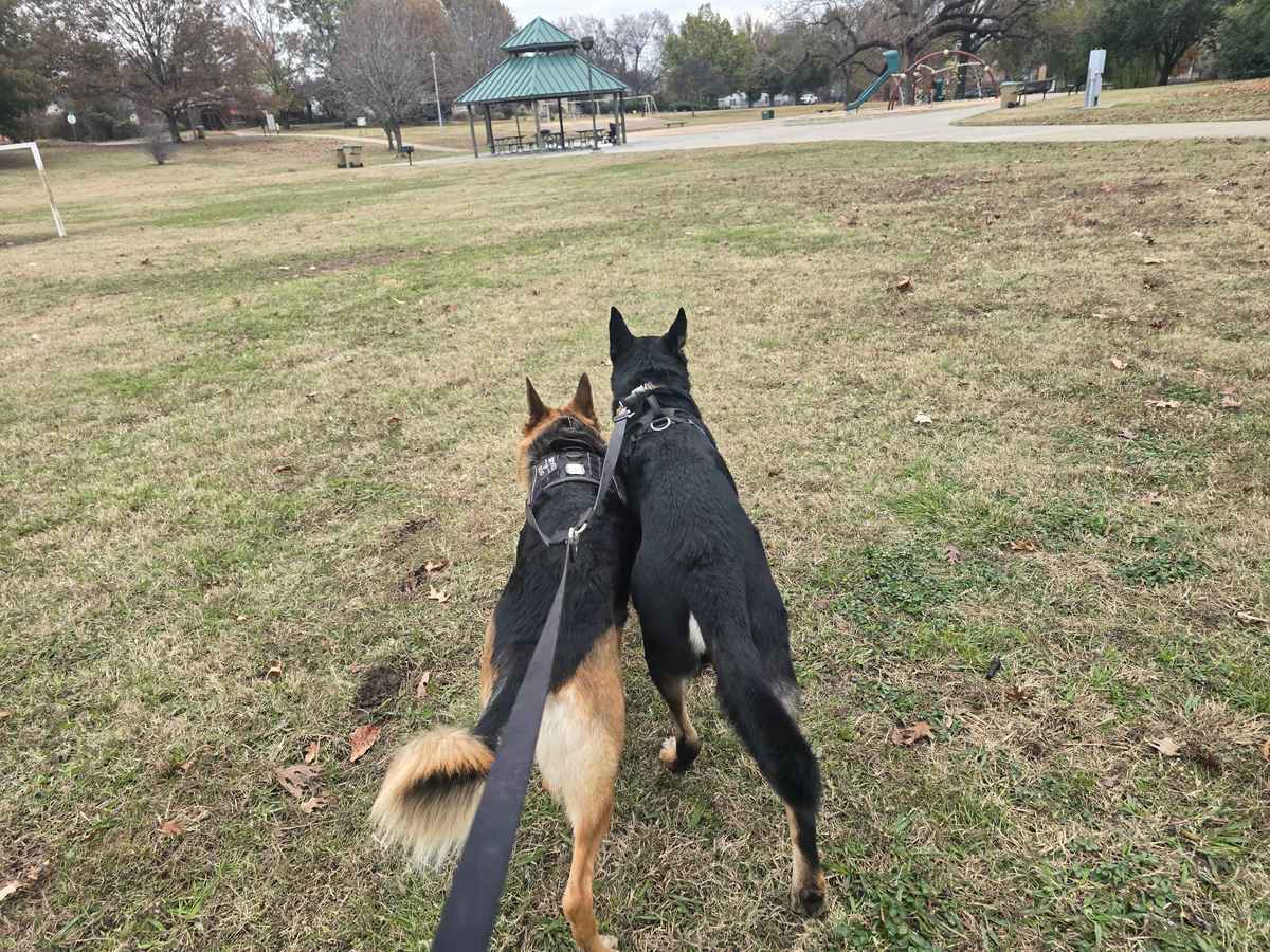 German Shepherd at the park in Tulsa Oklahoma