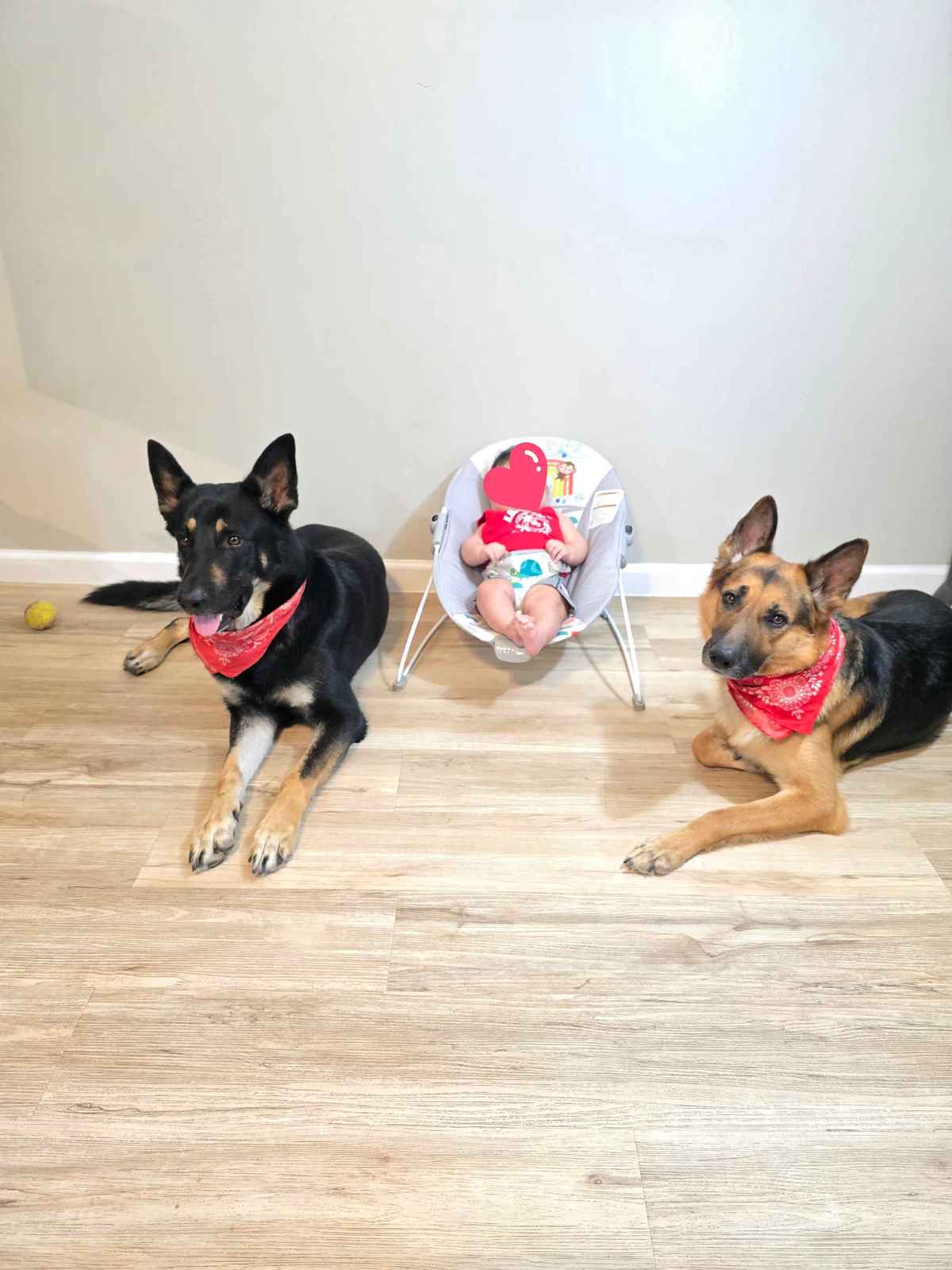 German Shepherd gently protecting baby