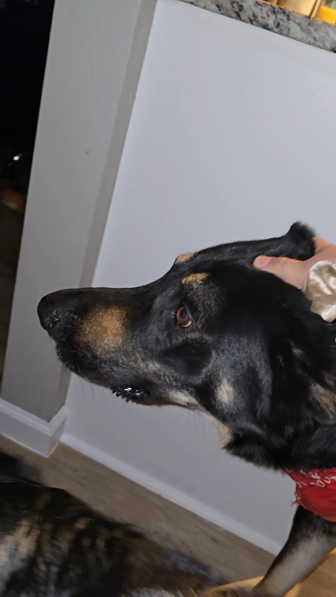 German Shepherds siblings bond — reverse sneezing