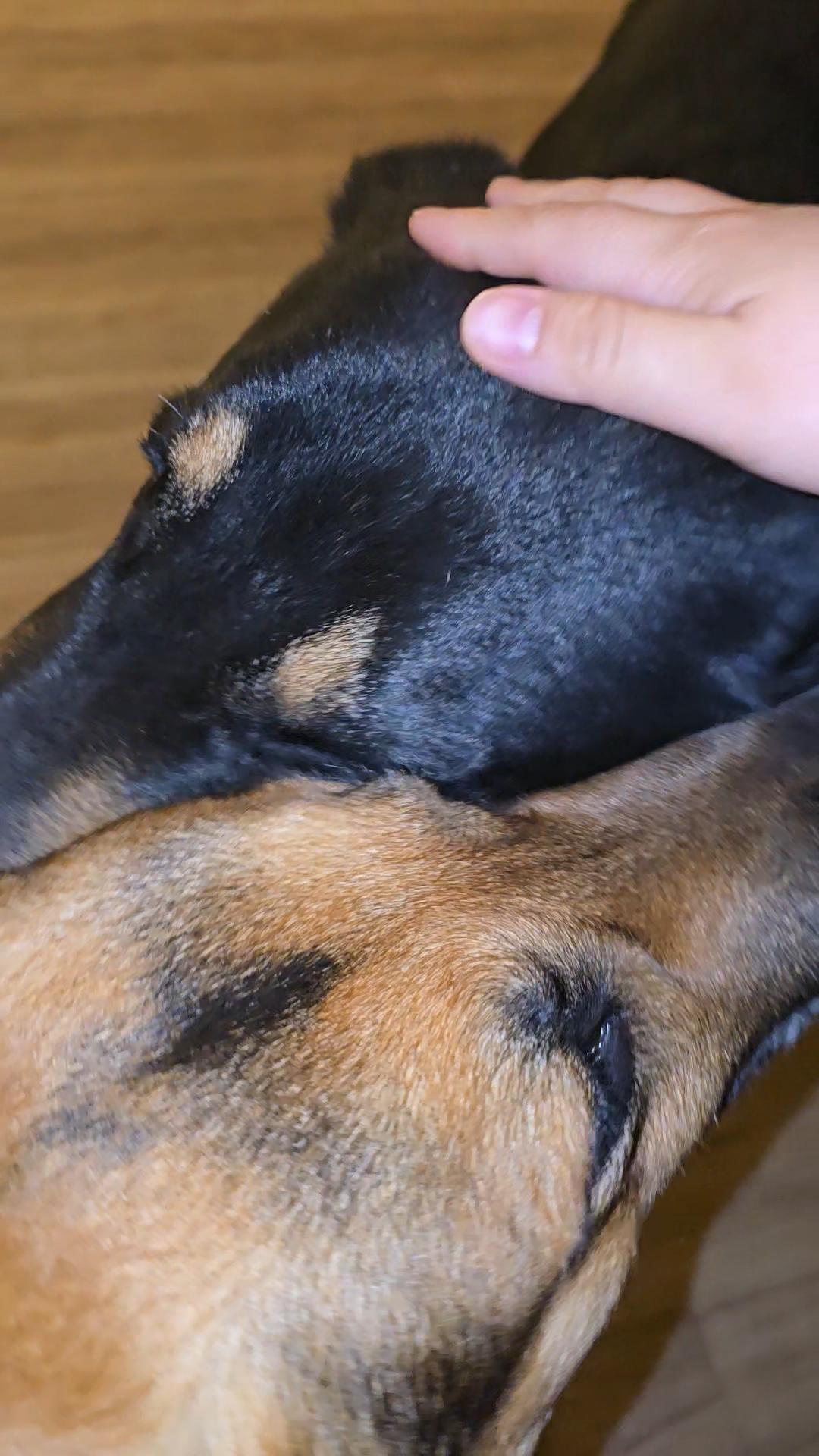 German Shepherds comforting each other — Jupiter and Pluton touching heads