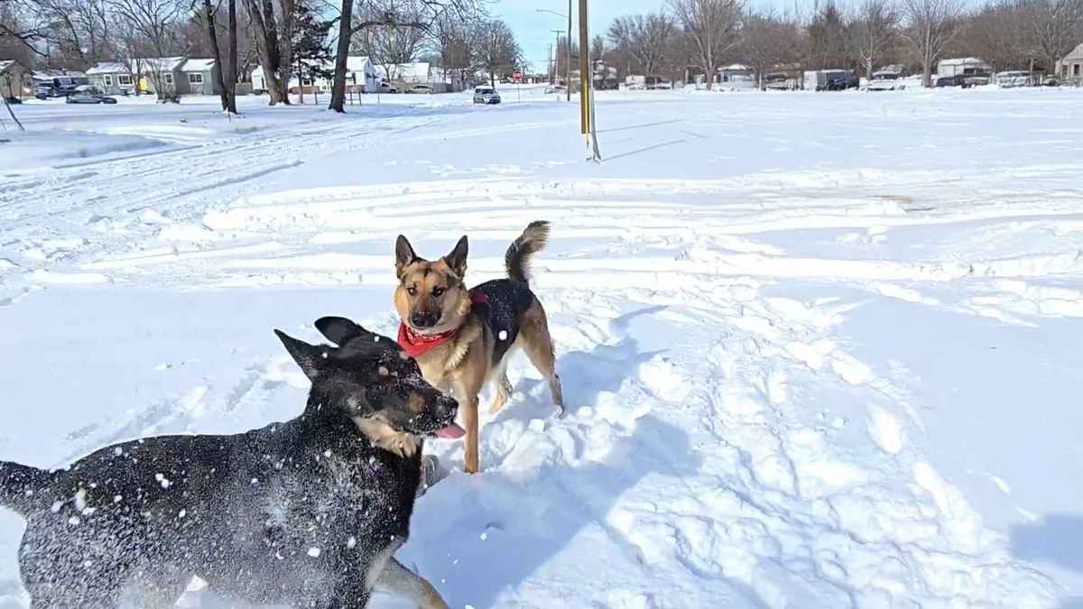German Shepherd playing in snow winter