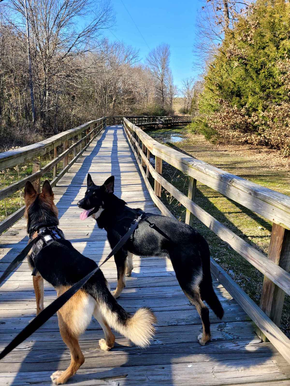 German Shepherd walking on trail outside nature