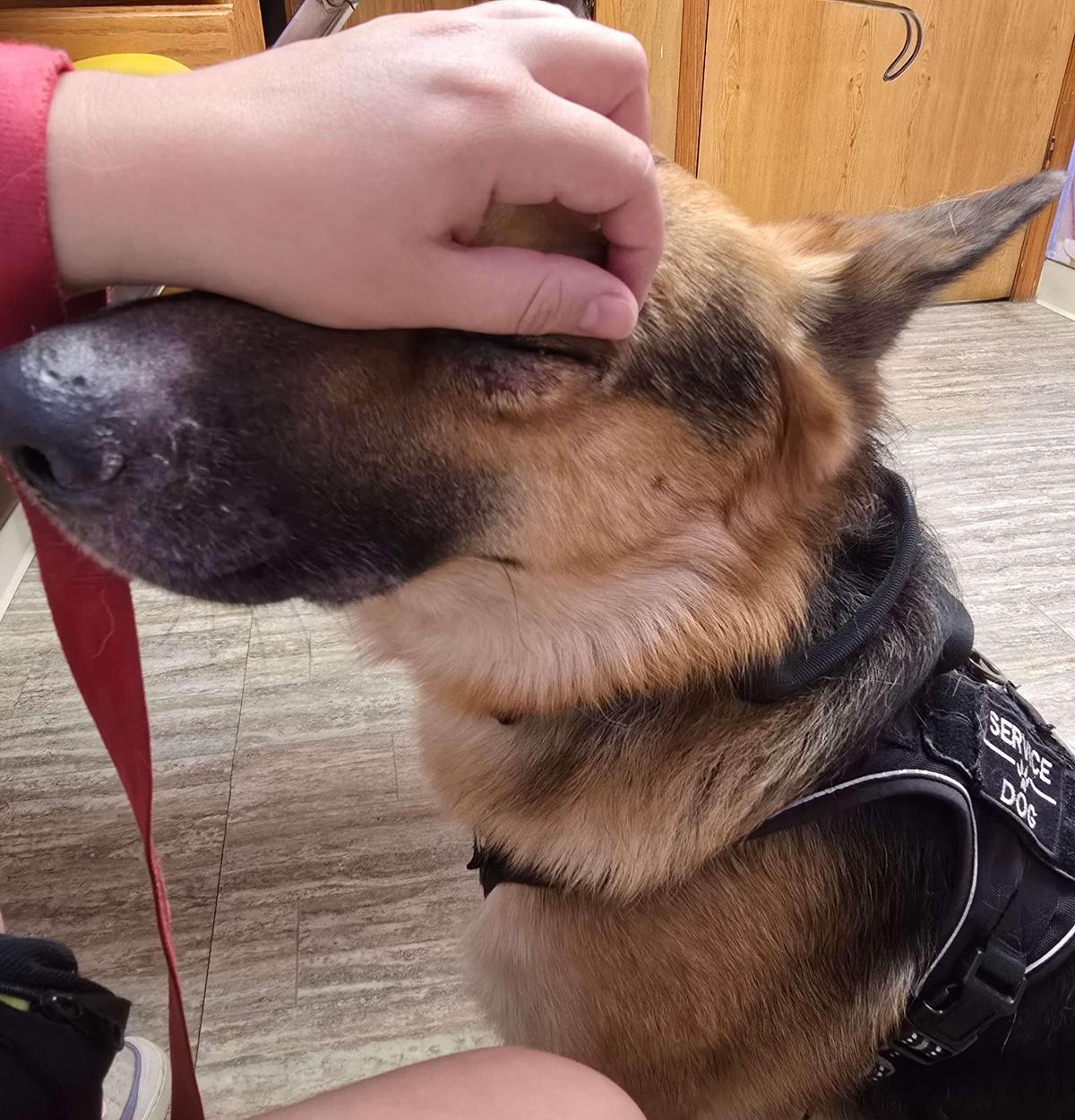 German Shepherd scratches until bleeding