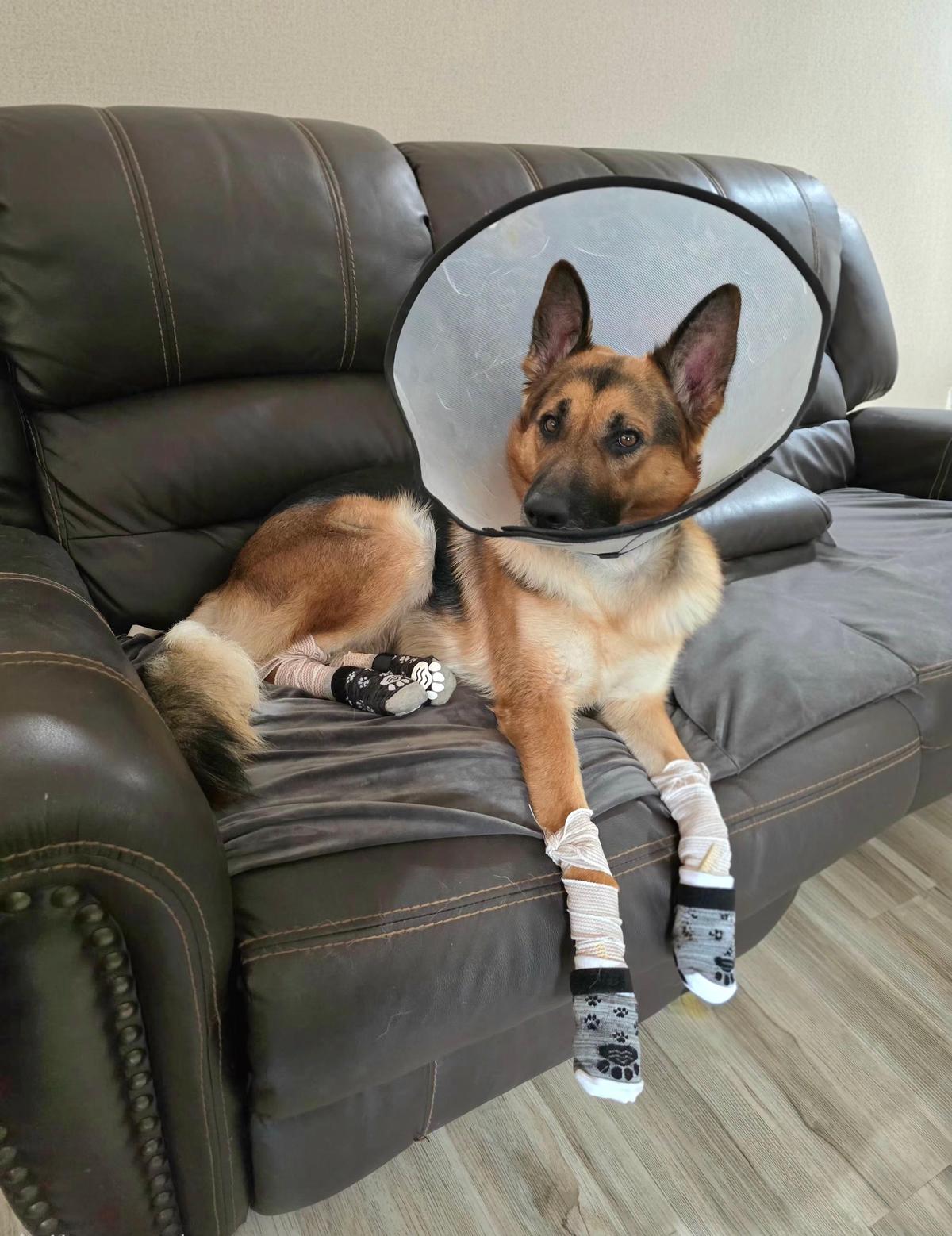 German Shepherd with allergy cone — seasonal allergies treatment