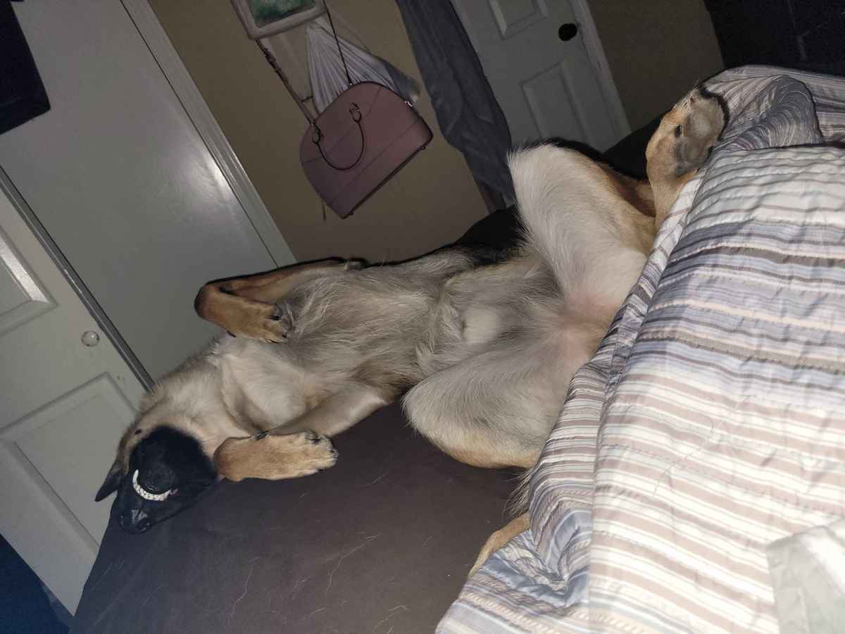 Jupiter German Shepherd laying belly up happy