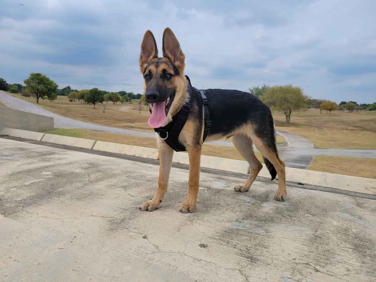 Jupiter German Shepherd happy smiling face