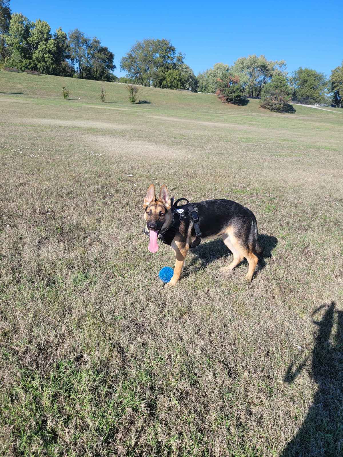 Jupiter German Shepherd at the park adventure