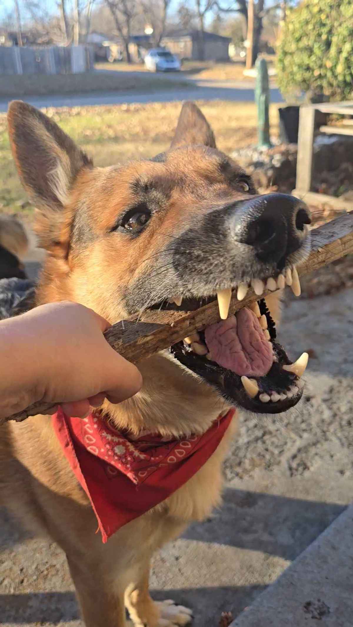 Jupiter German Shepherd playing outside in the yard