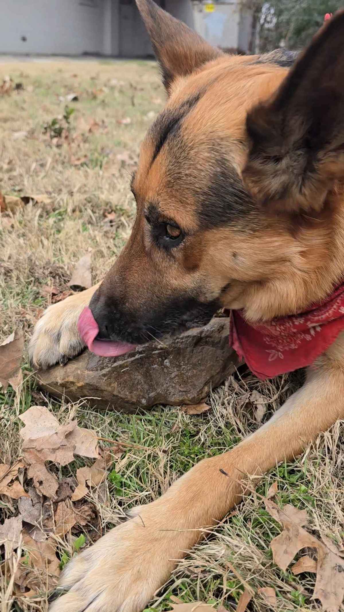 Jupiter German Shepherd obsessed with rocks