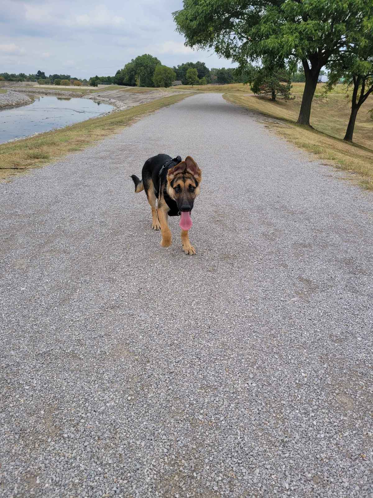 Jupiter German Shepherd running at full speed