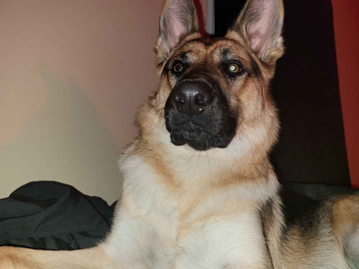 Jupiter German Shepherd serious protective face