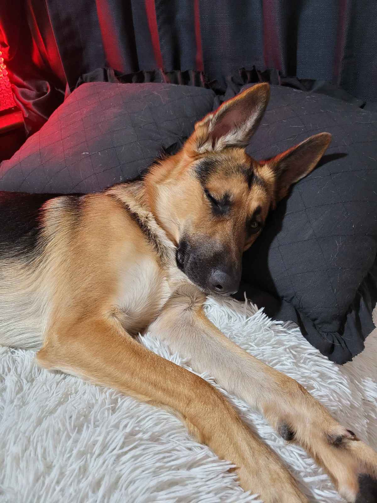 Jupiter German Shepherd sleeping peacefully