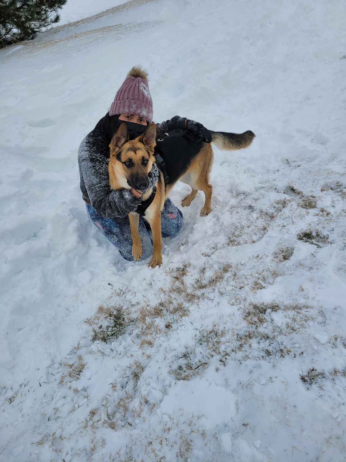 Jupiter German Shepherd running in the snow