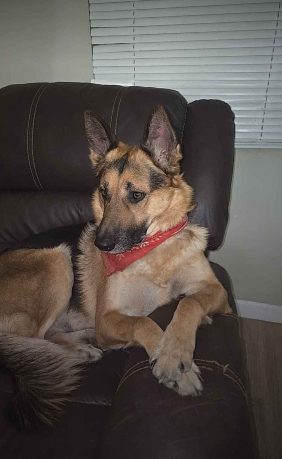 Jupiter German Shepherd relaxing on the sofa