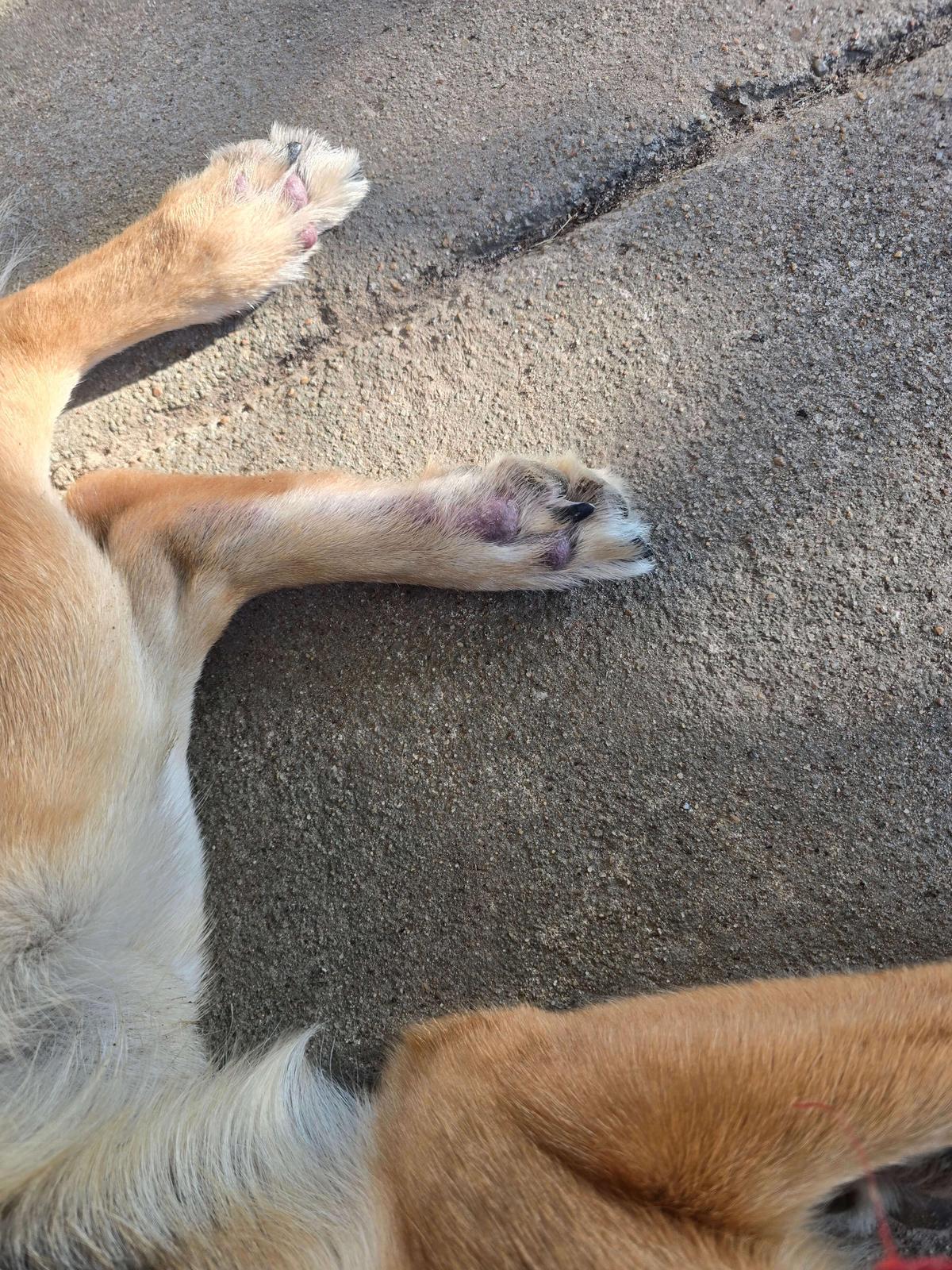Júpiter's paws affected by allergies