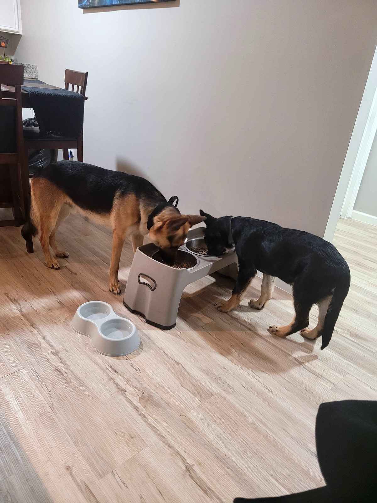 Jupiter and Pluton German Shepherds eating together