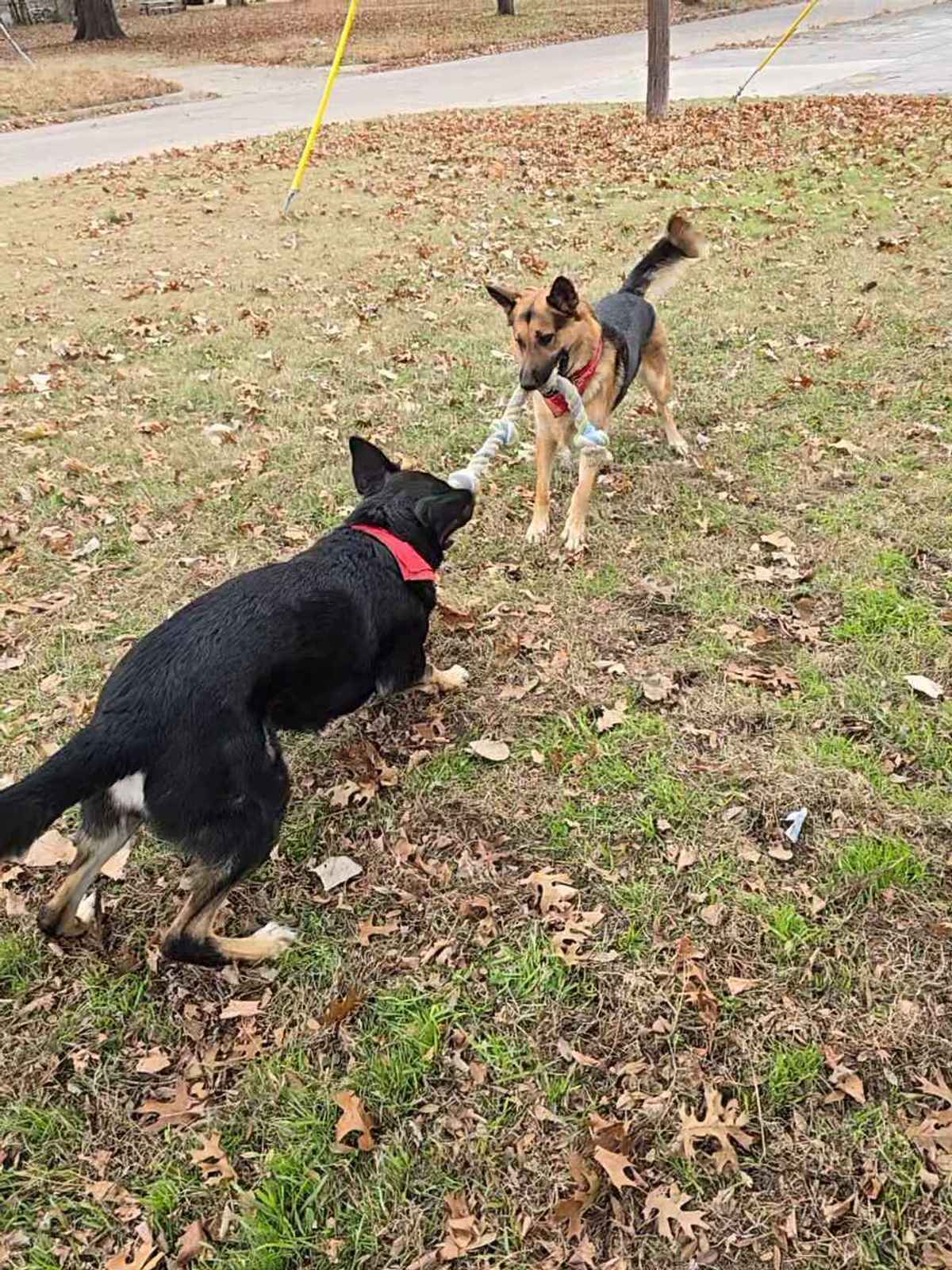 Jupiter and Pluton German Shepherds playing rough together