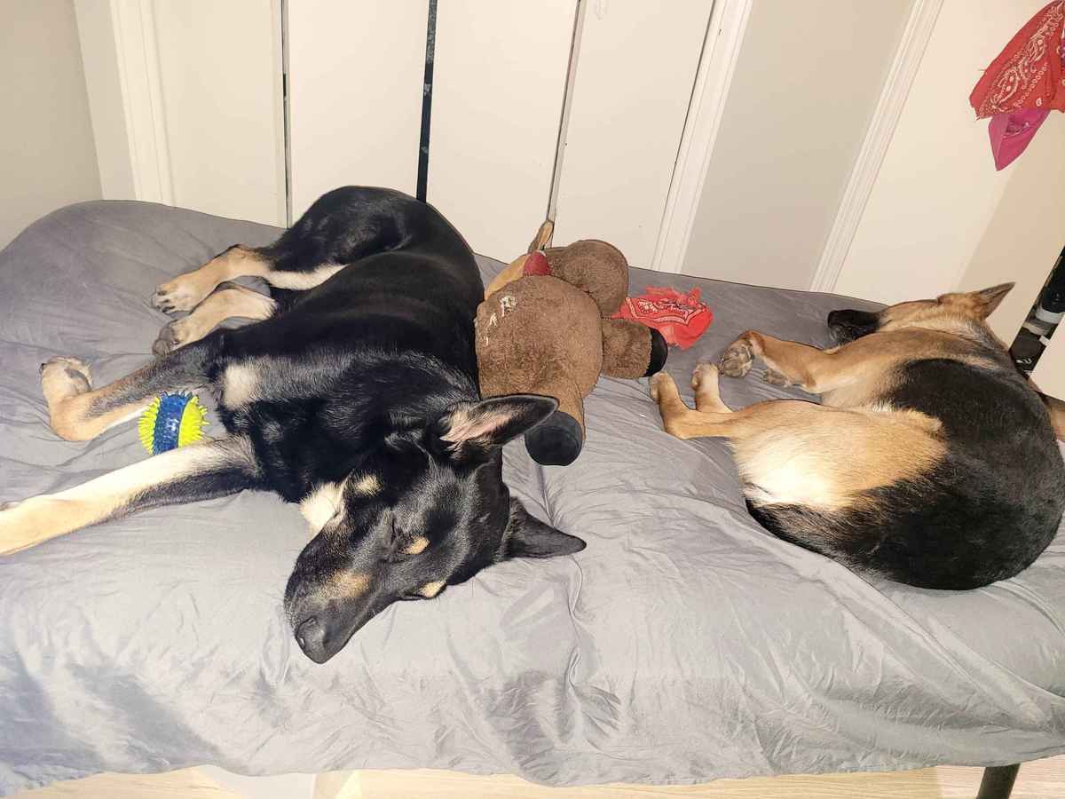 Jupiter and Pluton German Shepherds sleeping together