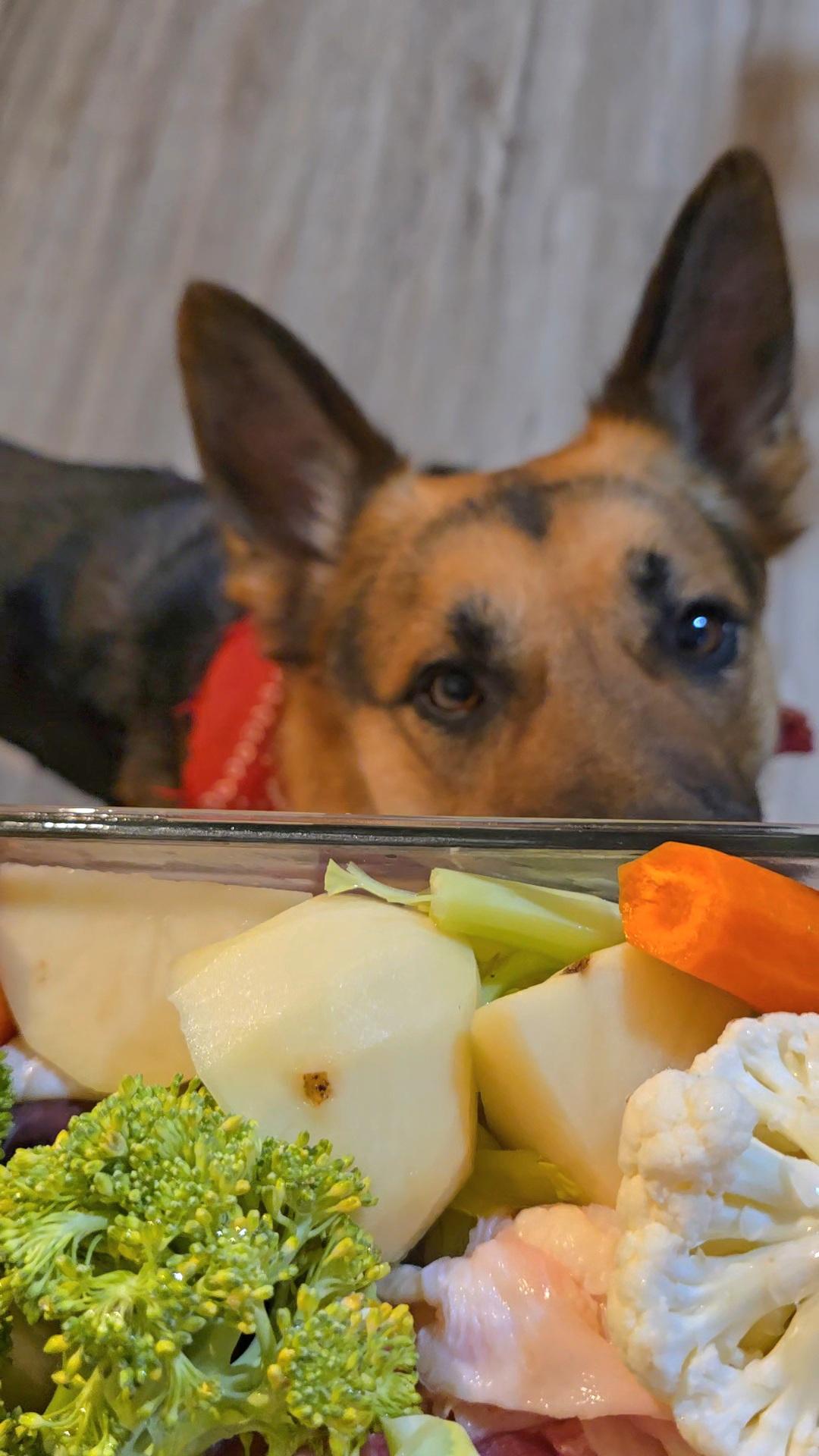 German Shepherd eating homemade chicken meal