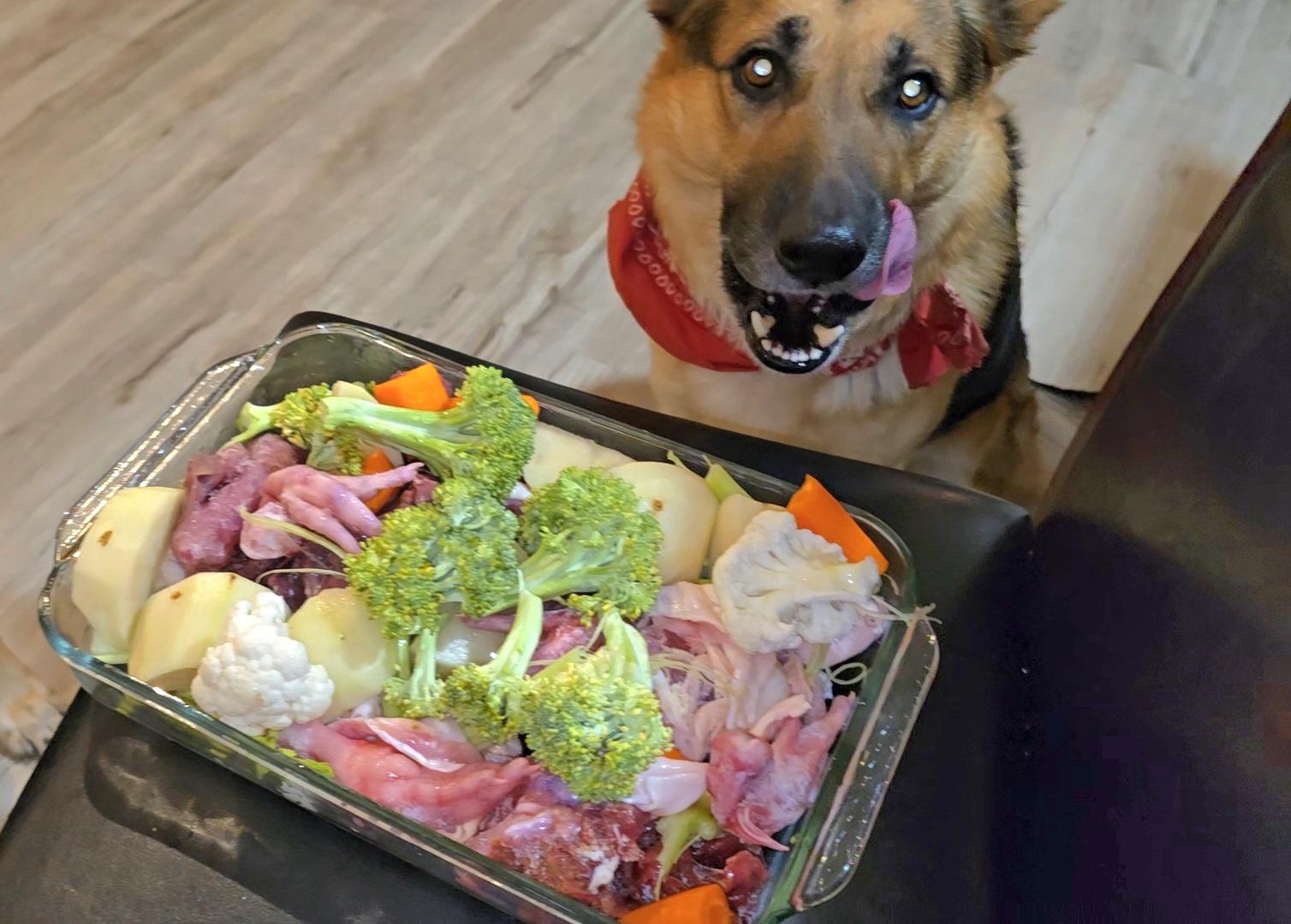 German Shepherd enjoying his meal