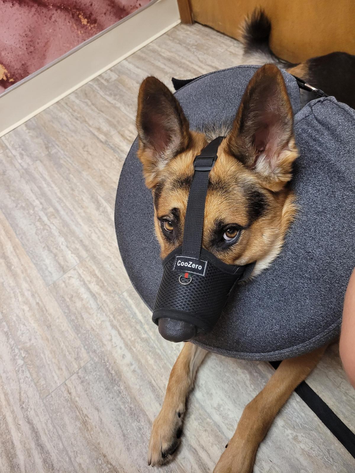 Júpiter at the vet