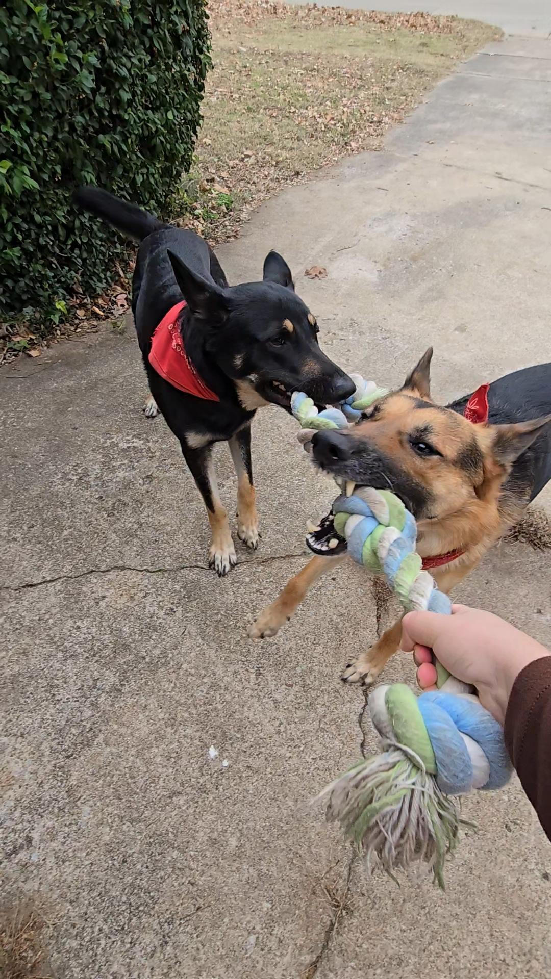 Fida Dog Rope Toy