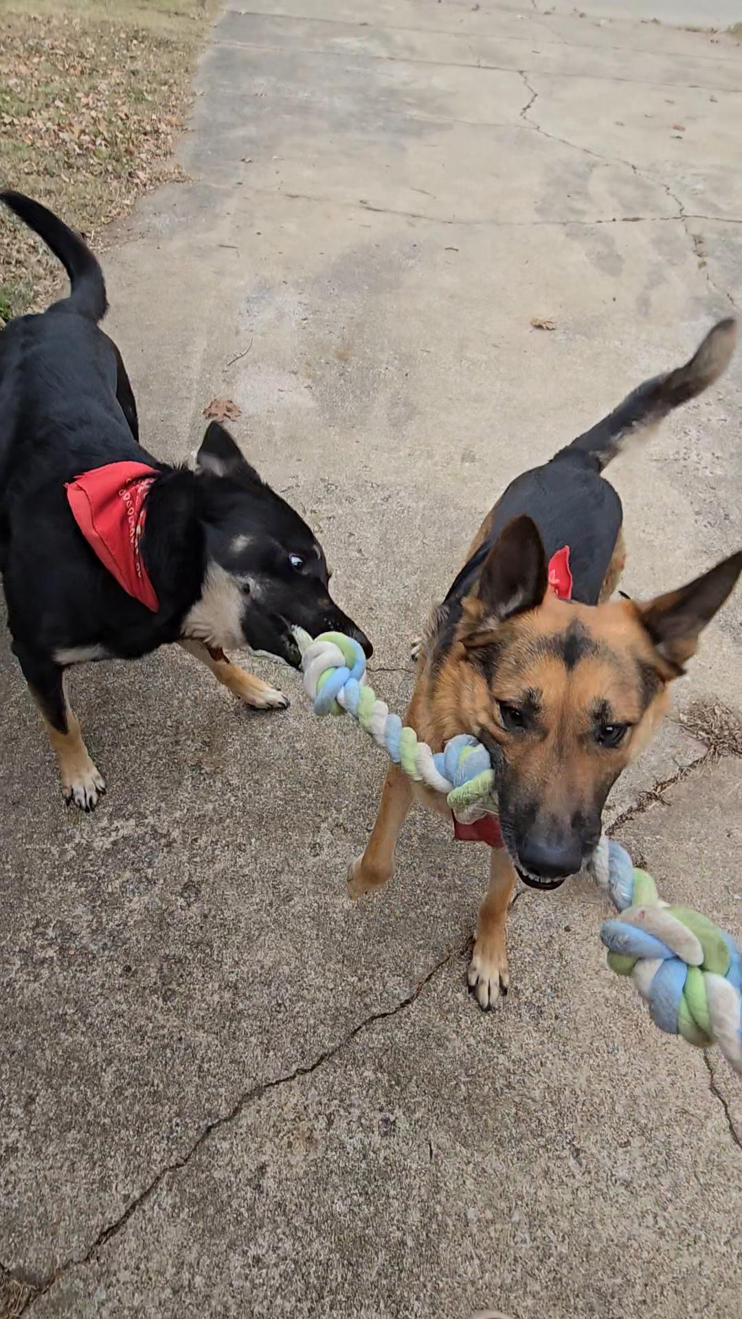 Best interactive toys German Shepherd