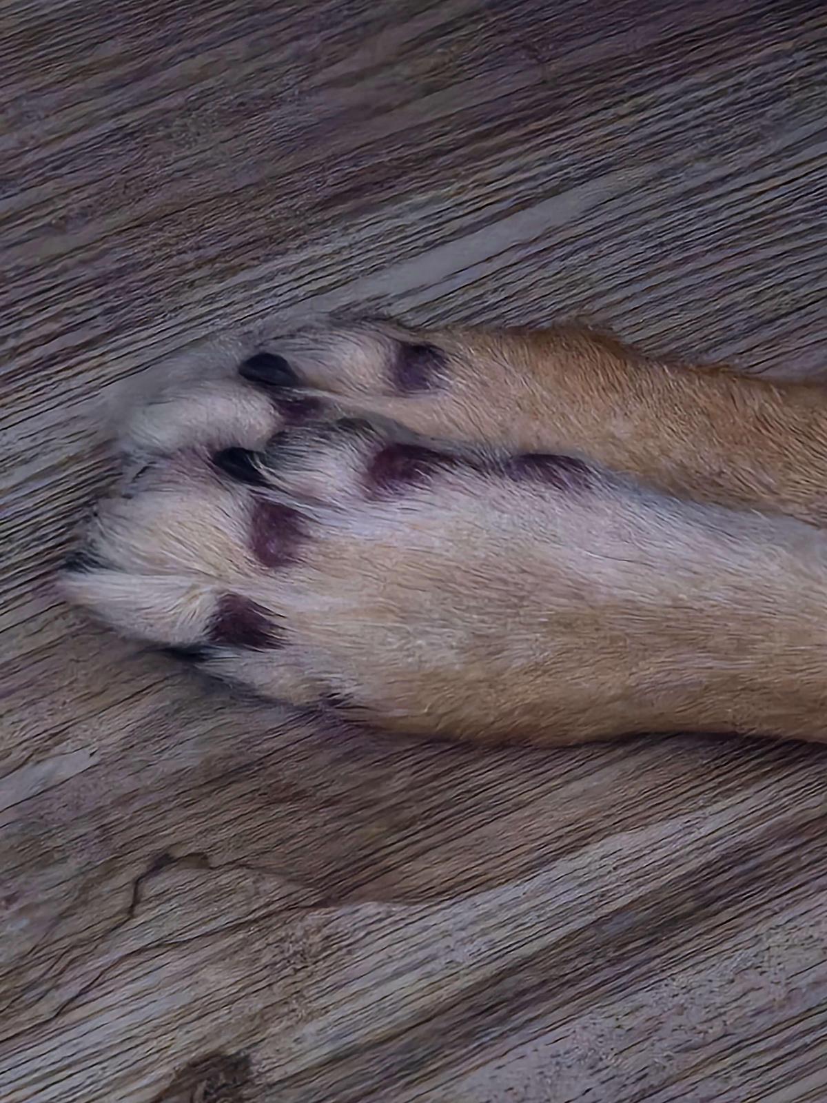 Júpiter's paws with hair loss from allergies