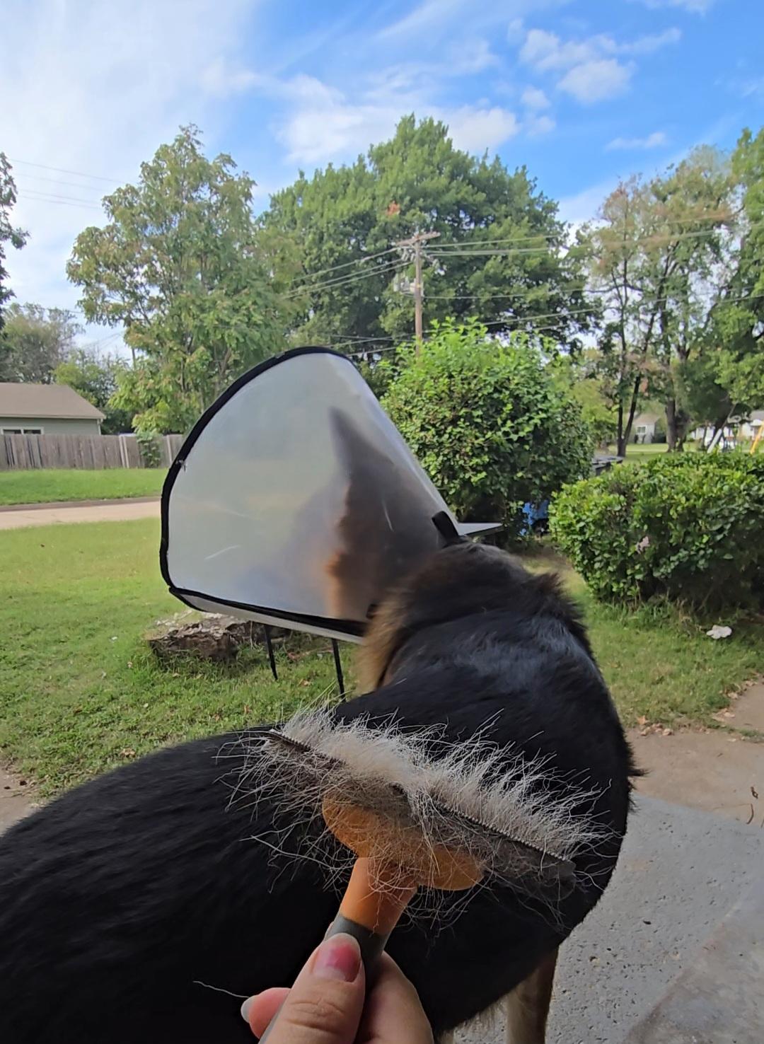 German Shepherd shedding scratching