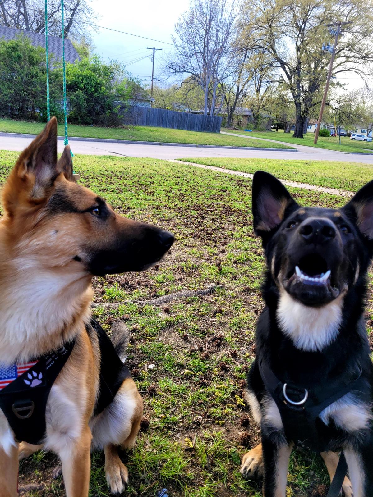 Why German Shepherd barks so much