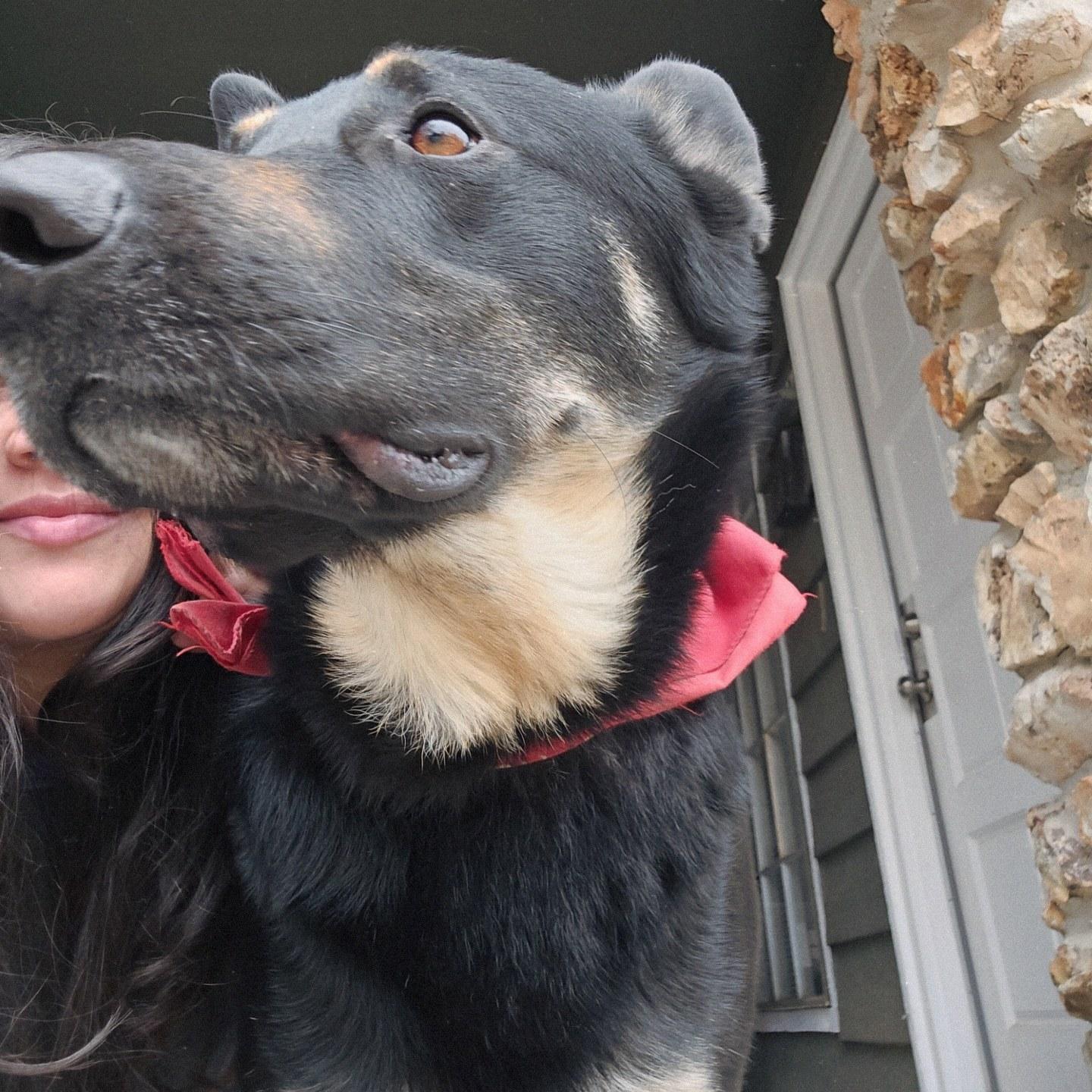 German Shepherd separation anxiety