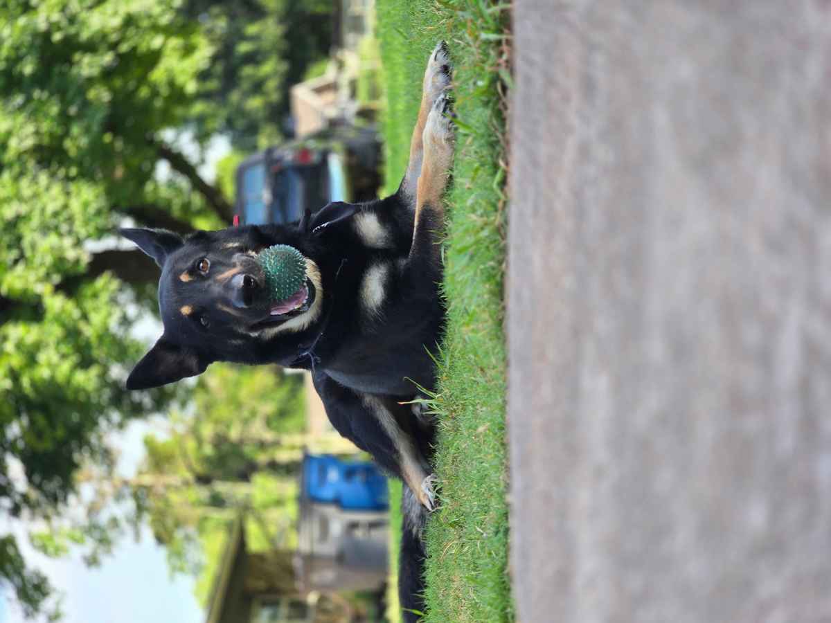 Pluton German Shepherd playing with ball obsessed