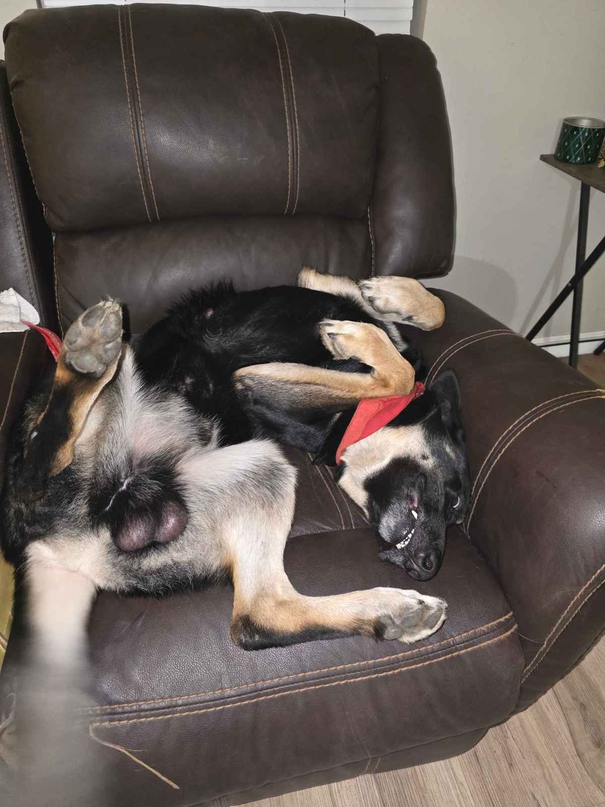Pluton German Shepherd belly up relaxed