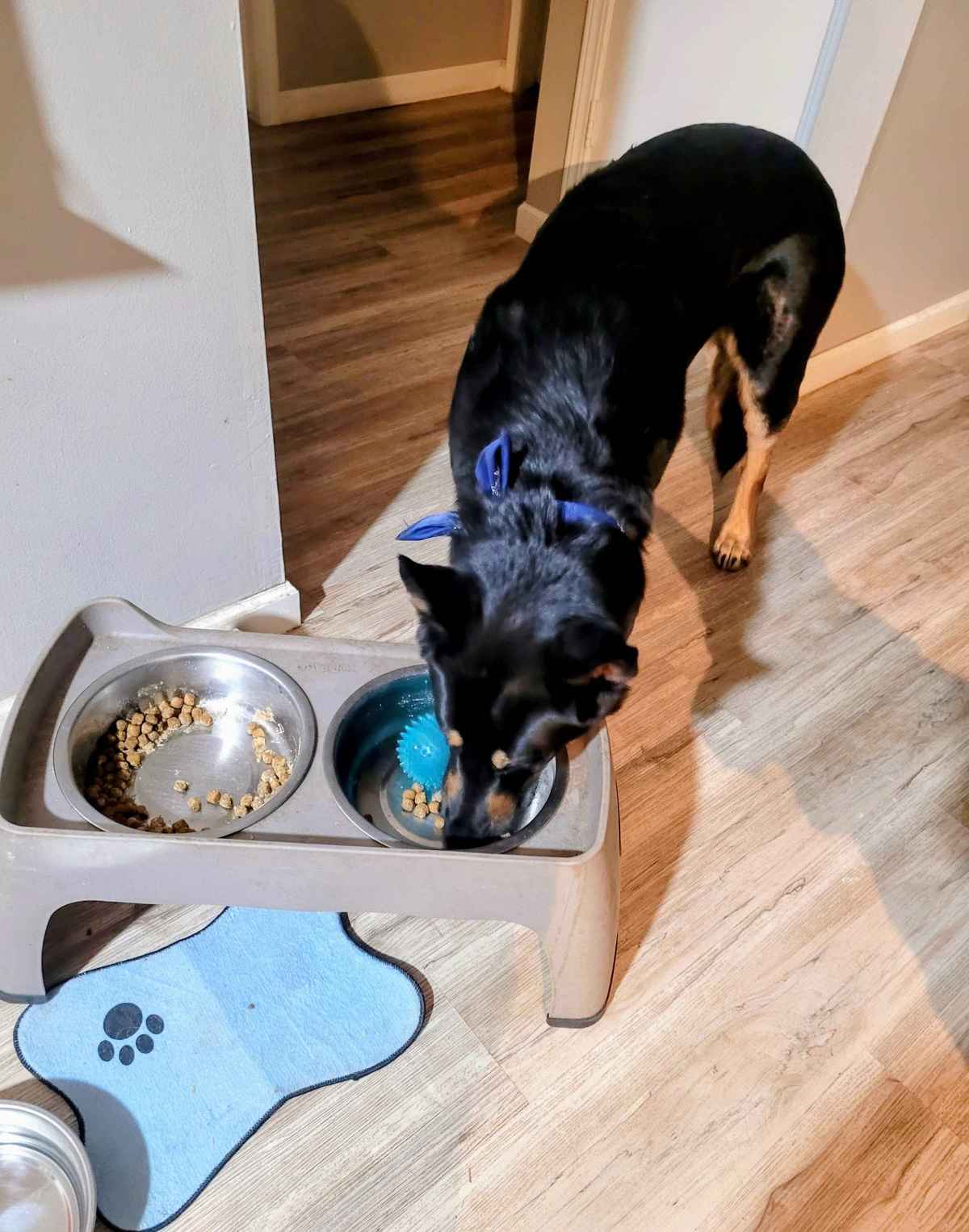 Pluton German Shepherd eating food happy