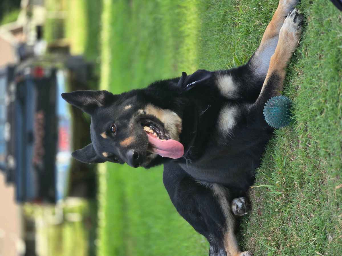 Pluton German Shepherd happy outside sunshine